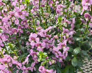 Angelonia Guardian Angel Pink