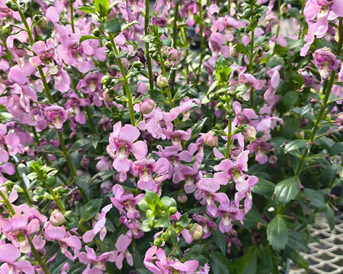 Angelonia Guardian Angel Pink