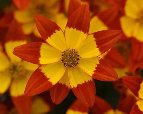 Bidens Namid Red Eye