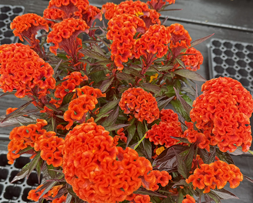 Celosia Twisted Orange