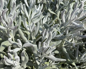 Didelta Silver River