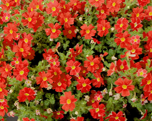 Jamesbrittenia Safari Lava Flow