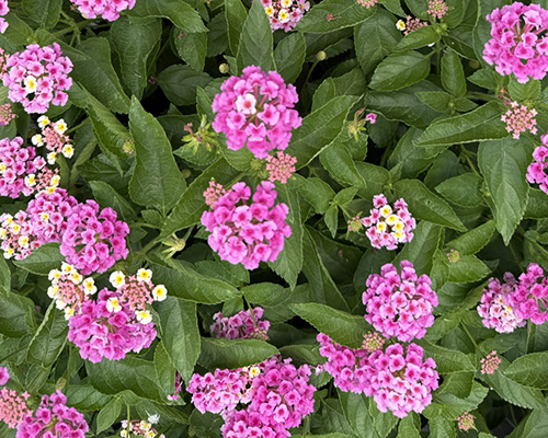 Lantana Bandolista Pink Lemonberry