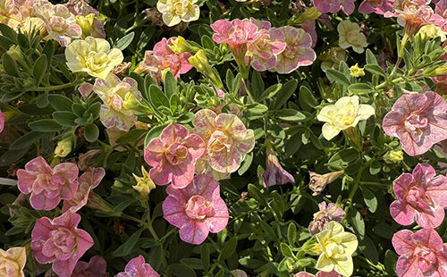 Million Bells Superbells Magic Double Grapefruit