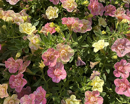 Million Bells Superbells Magic Double Grapefruit