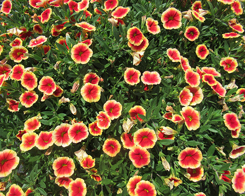 Million Bells Unique Sangria Fizz