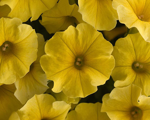 Petchoa Caliburst Yellow