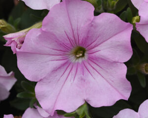 Petunia Easy Wave Pink Pearl