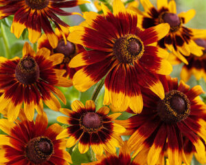 Rudbeckia Hirta Chocolate Orange