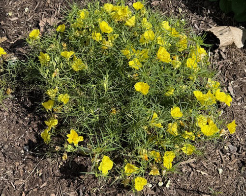 Superlophus Sunglow (Oenothera)