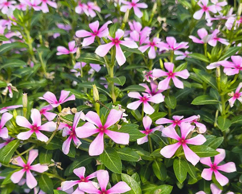 Vinca Soiree Kawaii Lilac Dream