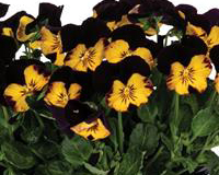 Viola Cornuta Spring Morning Bumblebee