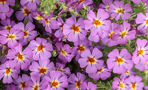 Jamesbrittenia Safari Dusk