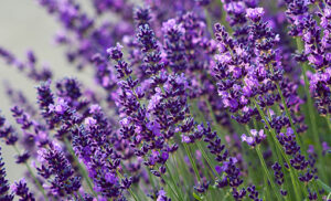 Lavender flowers