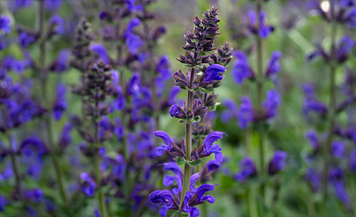 Salvia 'Midnight Model'