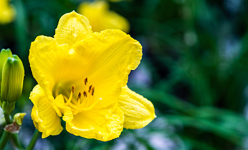 Happy Returns Daylily