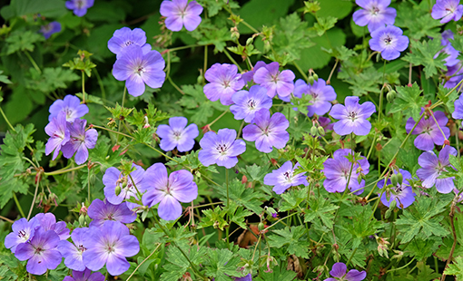 Geranium Rozanne Cranesbill