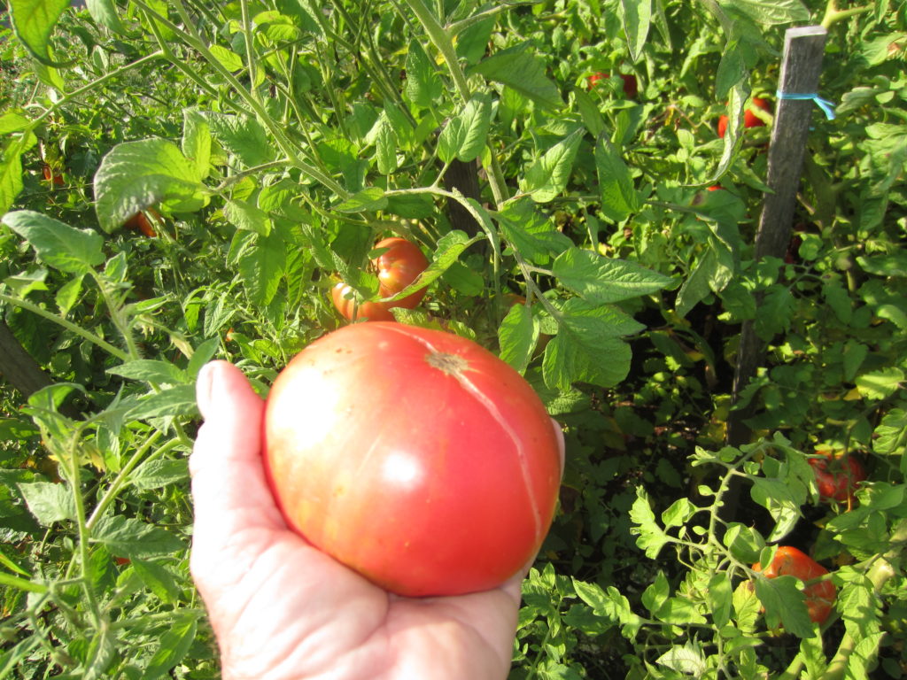 grafted brandywinde tomato